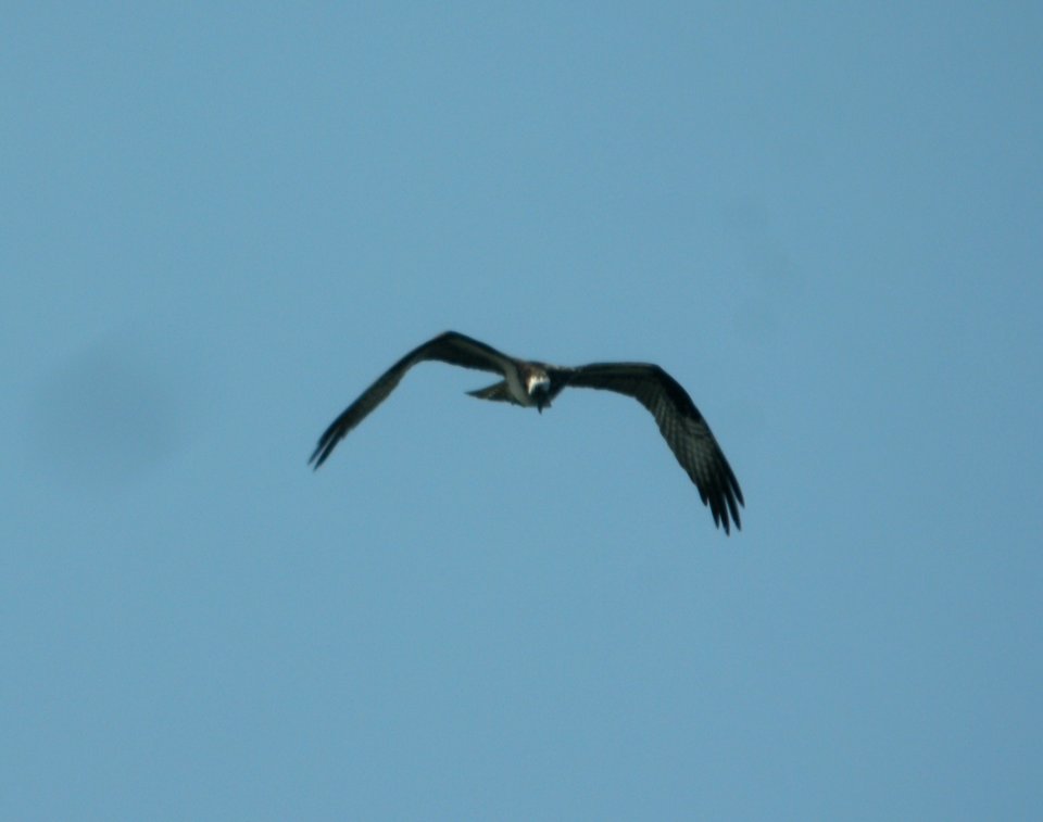DSCN3709 c Osprey  Kankakee IL 7-28-2014