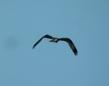DSCN3709 c Osprey  Kankakee IL 7-28-2014