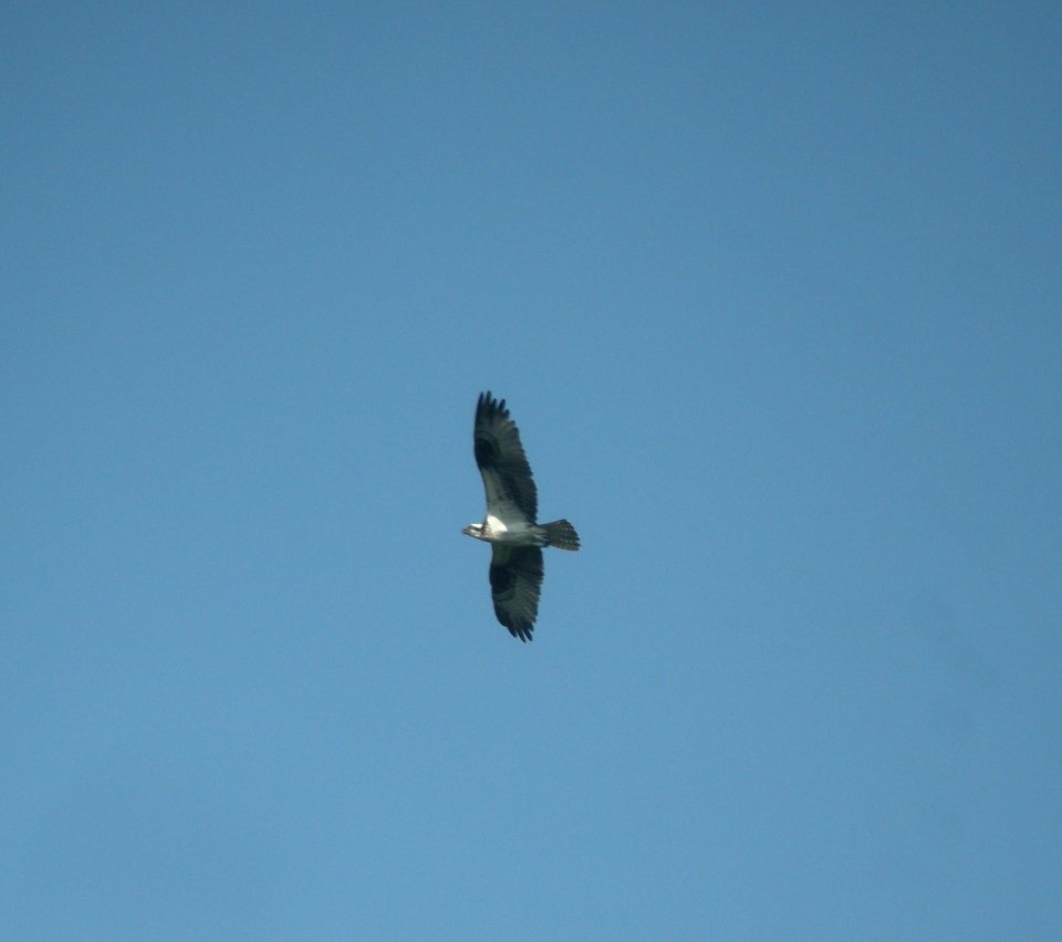 DSCN4110 c Osprey #2  Kankakee IL 8-25-2014