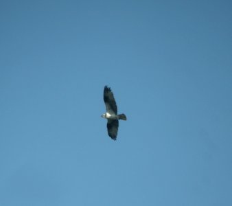 DSCN4110 c Osprey #2  Kankakee IL 8-25-2014