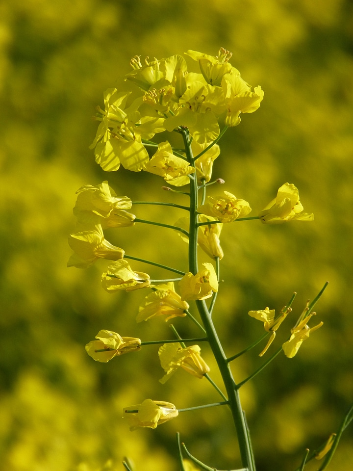 Flower yellow field of rapeseeds