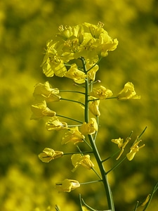 Flower yellow field of rapeseeds photo