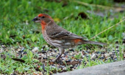 Day 137 - Red Tree Finch photo