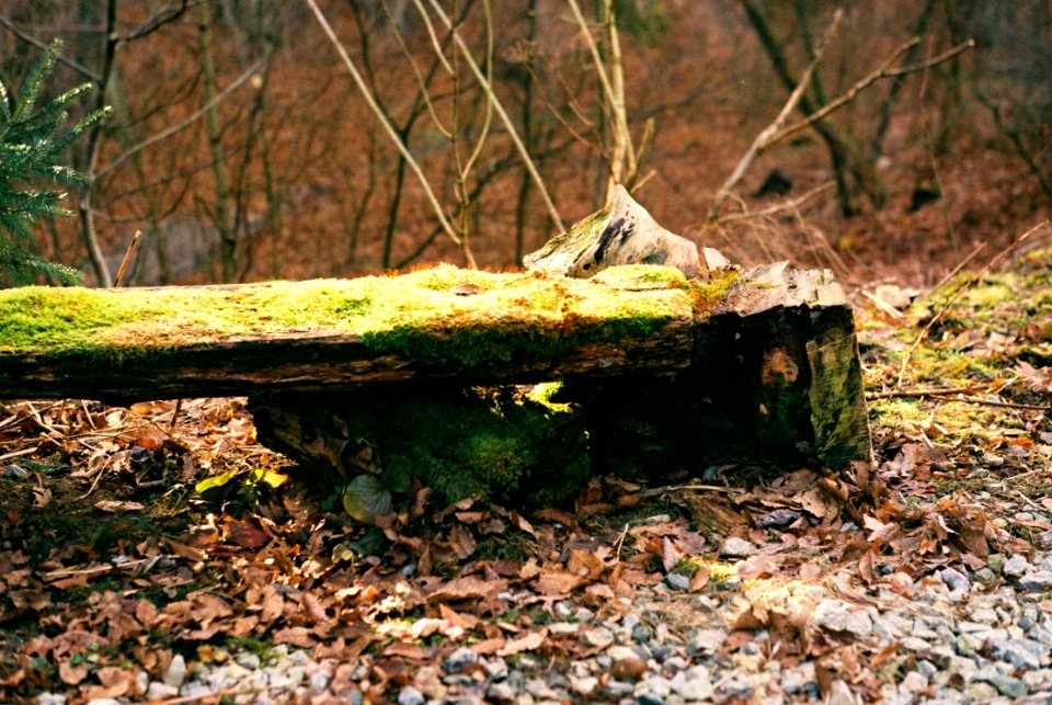 Praktica MTL 3 + Industar-61 L/Z - Bench Overgrown by Moss 1
