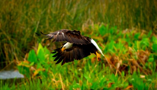 Flaring wings and tail to slow decent going for a fish just ahead