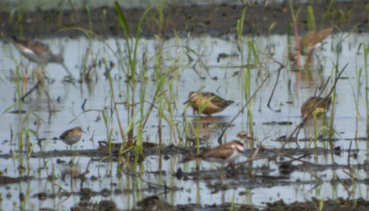DSCN3527 c Lesser Yellowlegs  Least Sandpiper Dowitcher  Bourbonnais IL 7-18-2014