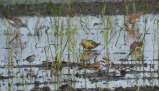 DSCN3527 c Lesser Yellowlegs Least Sandpiper Dowitcher Bourbonnais IL 7-18-2014 photo