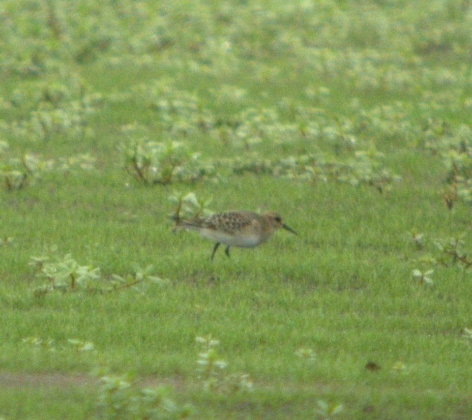 DSCN4049 c Baird's  Sandpiper  Momence IL 8-21-2014