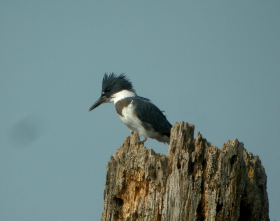 DSCN3768 c Belted Kingfisher LaSalle FWA IN 7-31-2014