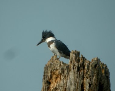 DSCN3768 c Belted Kingfisher LaSalle FWA IN 7-31-2014 photo