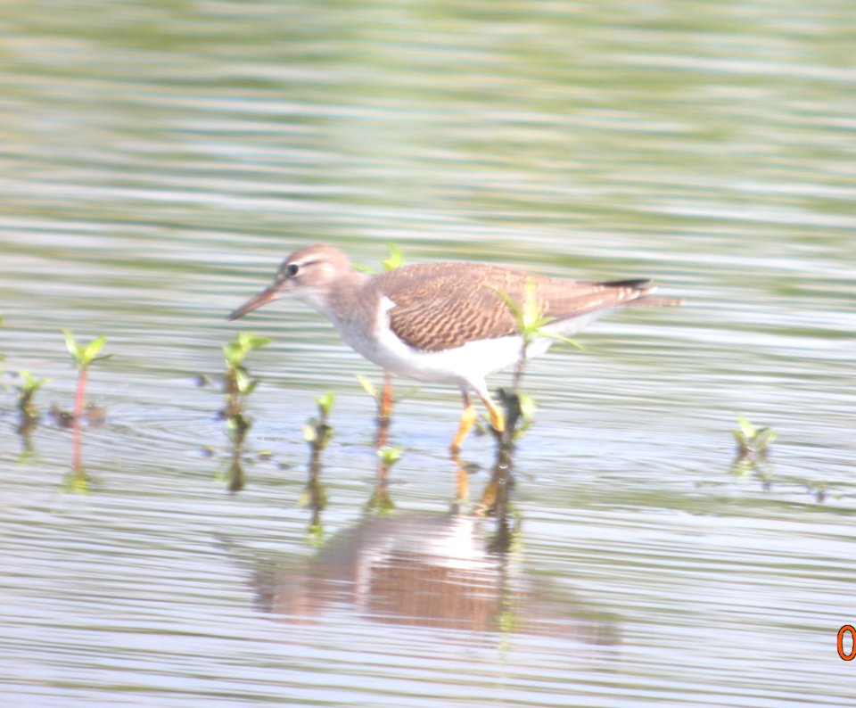 DSCN3634 c Spotted Sandpiper  Bourbonnais IL 7-22-2014