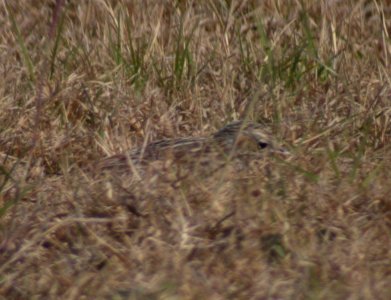 DSCN3045 c Sprague's Pipit Anzualduas Dam TX 2-14-06