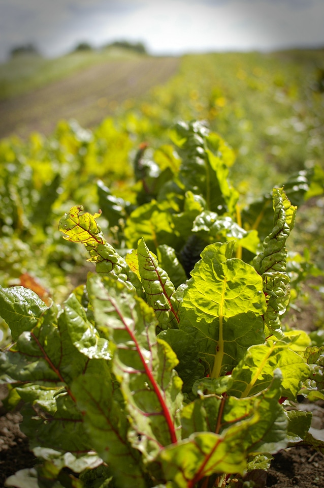 Organic food farm