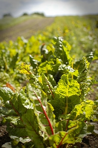 Organic food farm photo