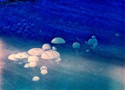 Zenit 11 - Melancholy Garden 17