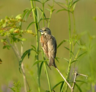 DSCN3830 c Dickcissel TNC Kankakee Sands IN 8-4-2014