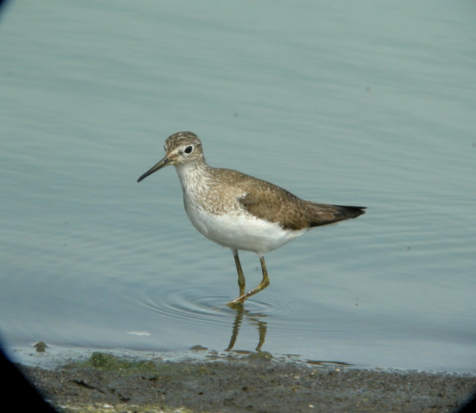 DSCN3858 c Solitary Sandpiper  Bourbonnais IL 8-8-2014