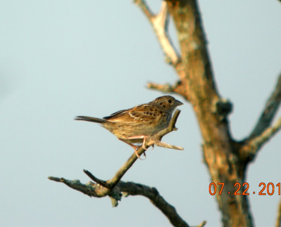 DSCN3622 c Grasshopper Sparrow Willow Slough FWA IN 7-22-2014