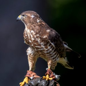Broad-shouldered Hawk