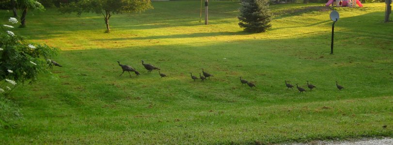 IMG 1528 c Wild Turkey Willow Slough FWA IN 7-22-2014