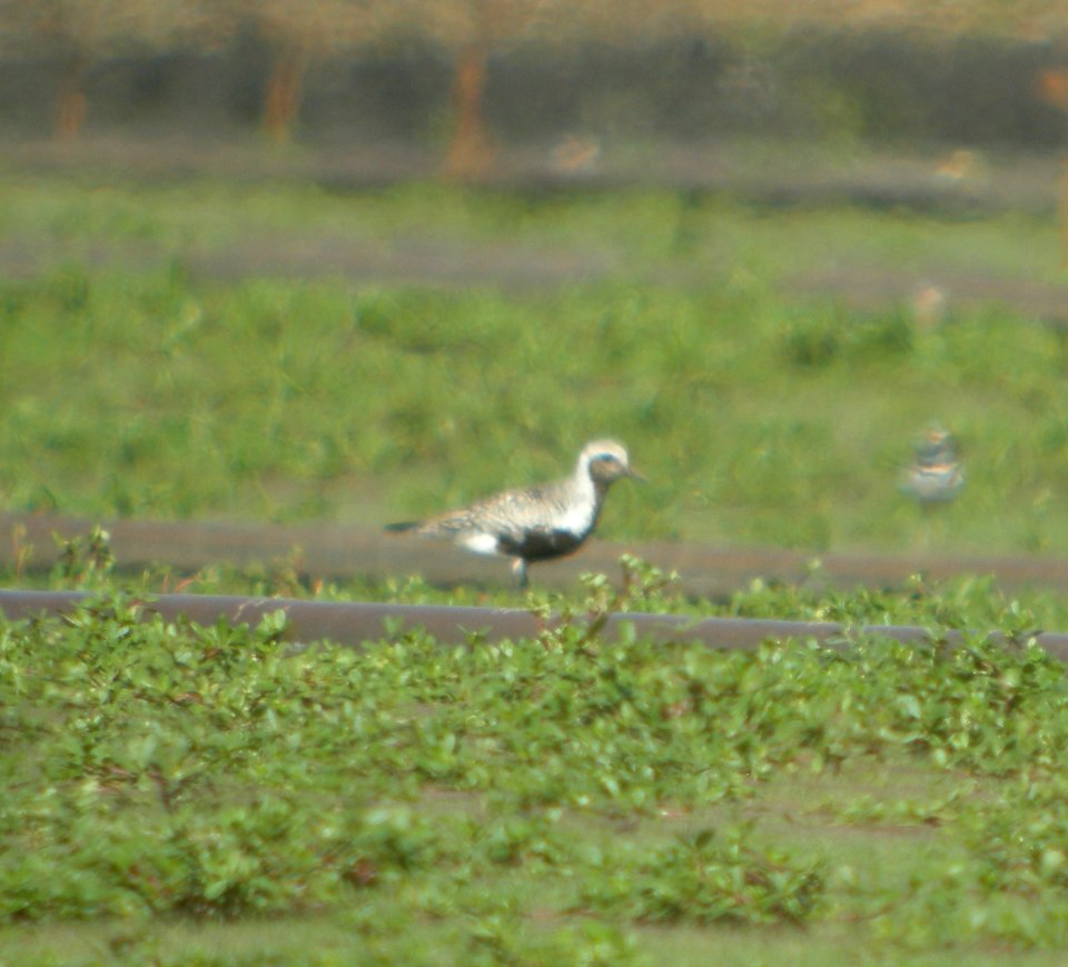 DSCN3895 c Black-bellied Plover  Momence IL 8-13-2014