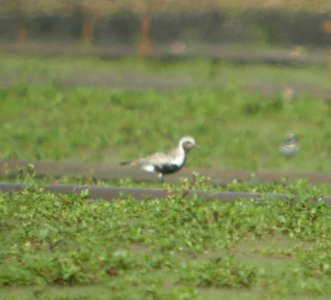 DSCN3895 c Black-bellied Plover  Momence IL 8-13-2014