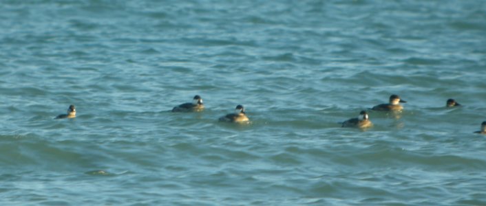 DSCN4691 c Ruddy Duck Wind Point WI 10-25-2014