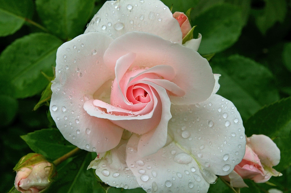 Soft pink white blossom
