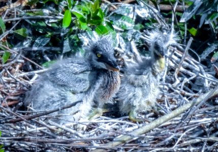 Great Blue Heron chicks