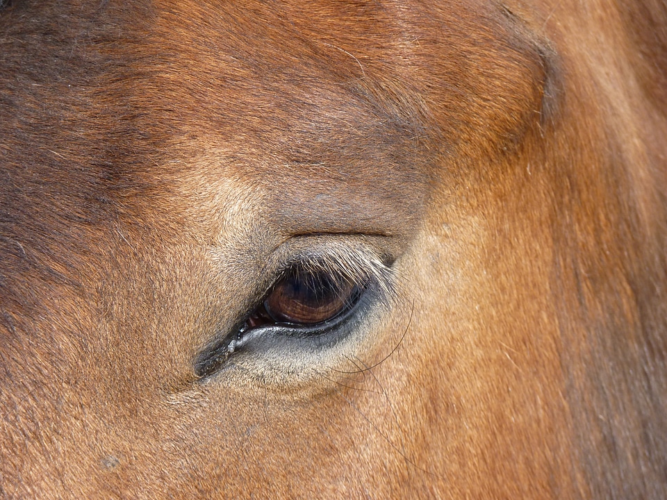 Horse head nature horse eye