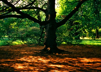 Smena Symbol - Nature