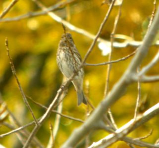 DSCN4578 c Purple Finch Braidwood Lake IL 10-19-2014