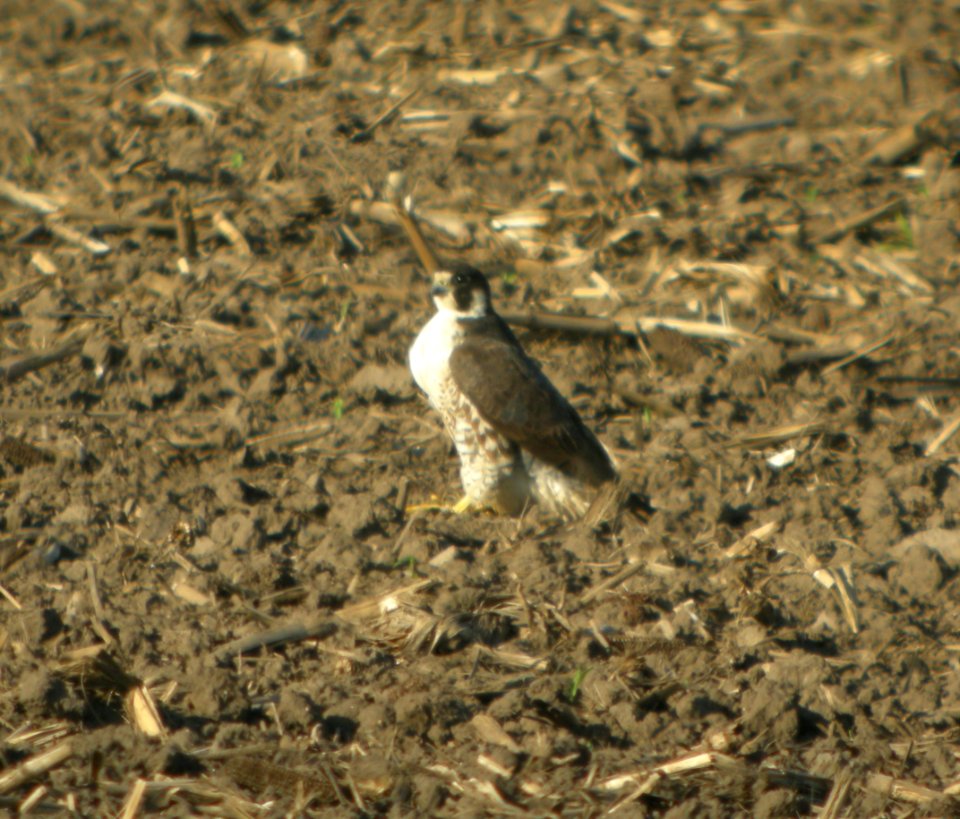 DSCN3371 c Peregrine Falcon Kankakee Co IL 5-31-2014