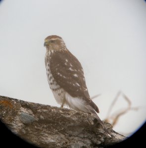DSCN4305 c Cooper's Hawk H & E Sod Momence IL 9-11-2014