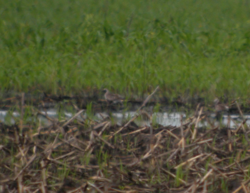 DSCN3468 c Black-bellied Plover  Bourbonnais IL 6-24-2014