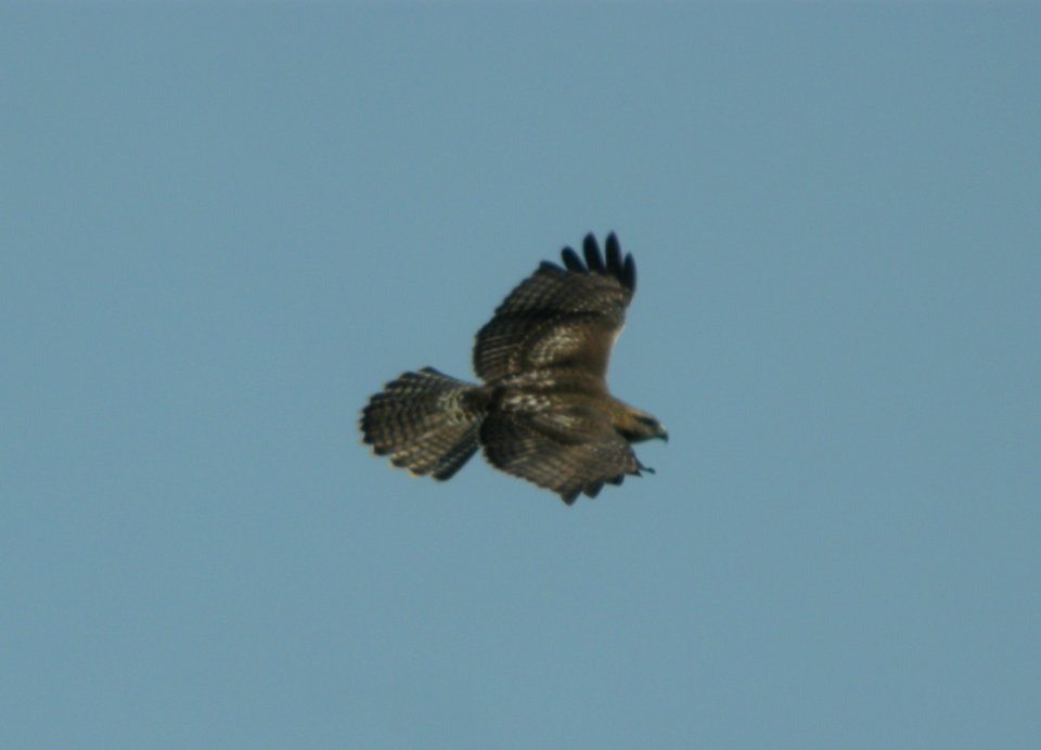 DSCN3778 c Red-tailed Hawk LaSalle FWA IN 7-31-2014