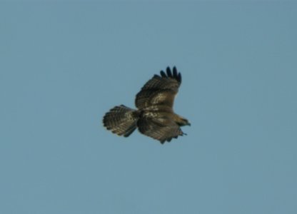 DSCN3778 c Red-tailed Hawk LaSalle FWA IN 7-31-2014 photo