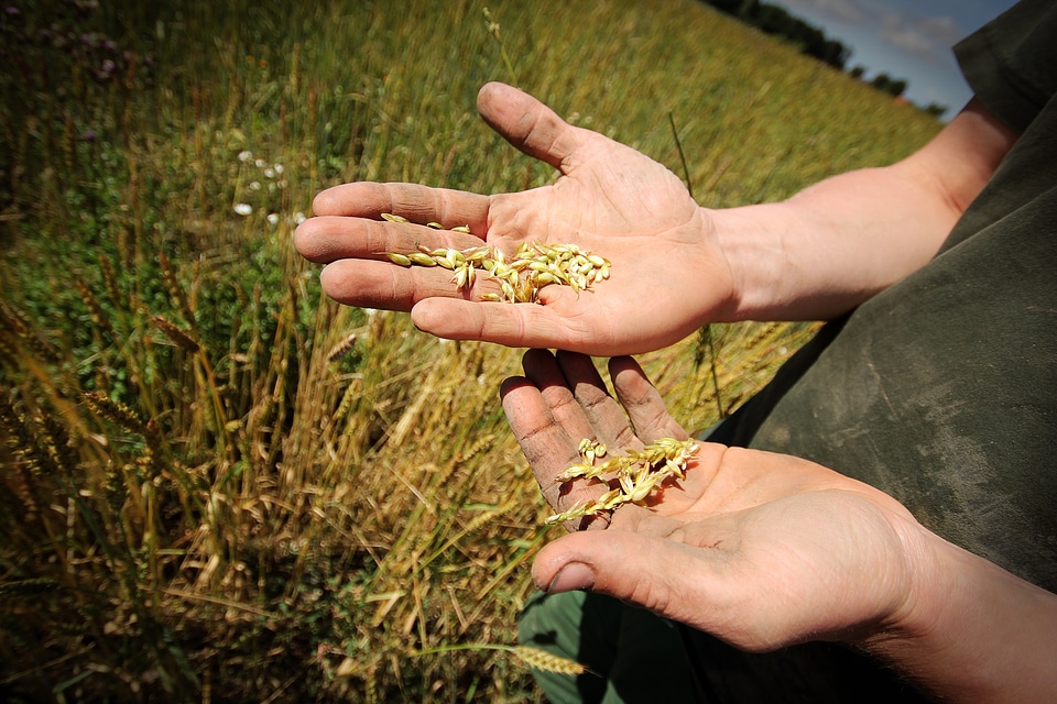 Farm farmer hands