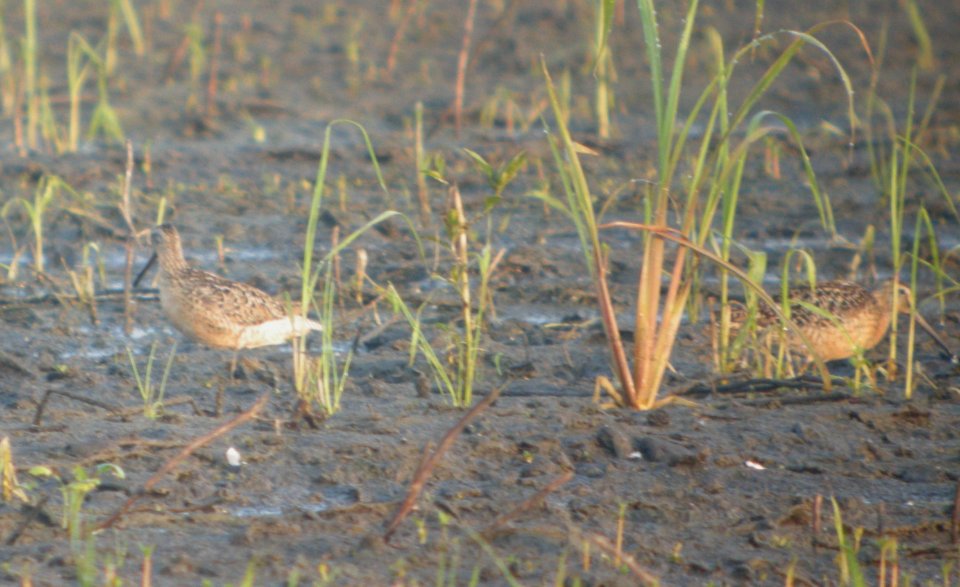 DSCN3604 c Dowitcher  Bourbonnais IL 7-19-2014