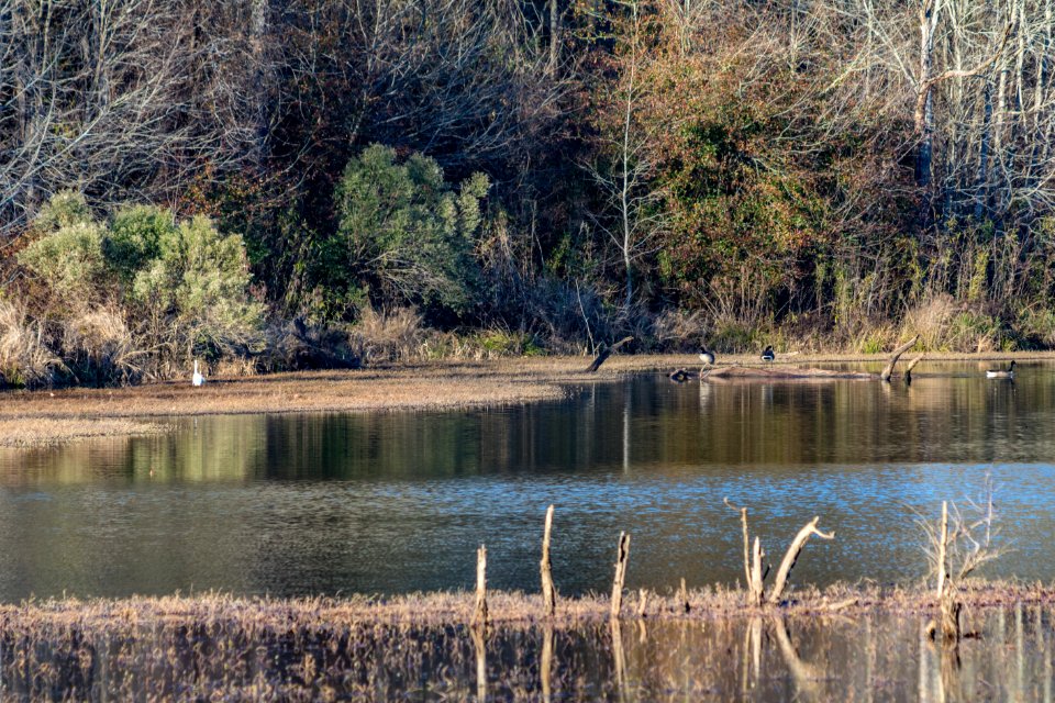 White Egret and Geese