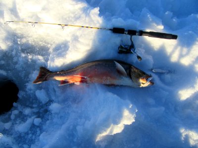 Dolly Varden 2