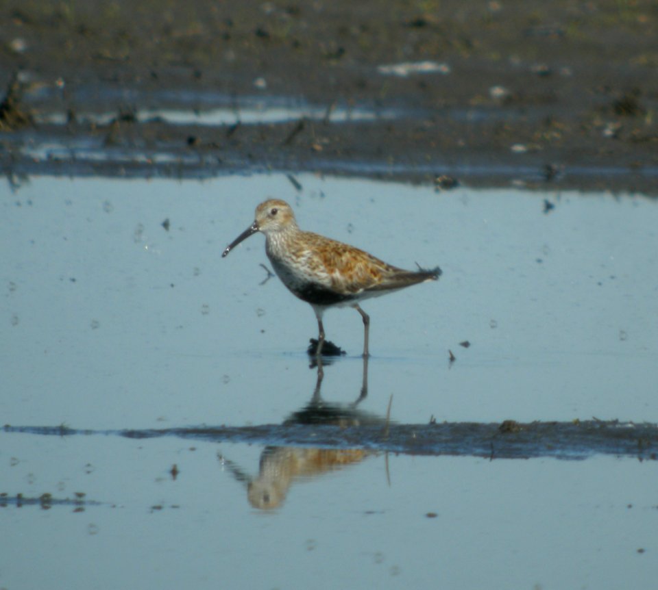 DSCN3421 c Dunlin  Bourbonnais IL 6-6-2014