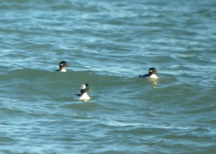 DSCN4714 c Bufflehead Wind Point WI 10-26-2014