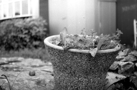 Exa + Tessar 2,8/50 - Beauties of Decay and Other Stories
