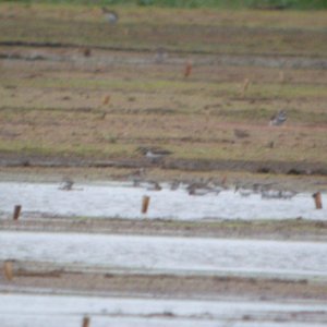 DSCN4213 c Semipalmated Sandpiper + Ruddy Turnstone H & E Sod Momence IL 9-11-2014