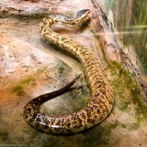 Zoo Atlanta Cottonmouth photo