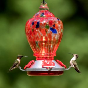 Hummingbirds