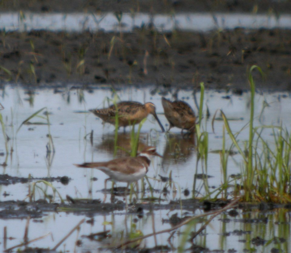DSCN3552 c Dowitcher Whispering Willows Bourbonnais IL 7-18-2014
