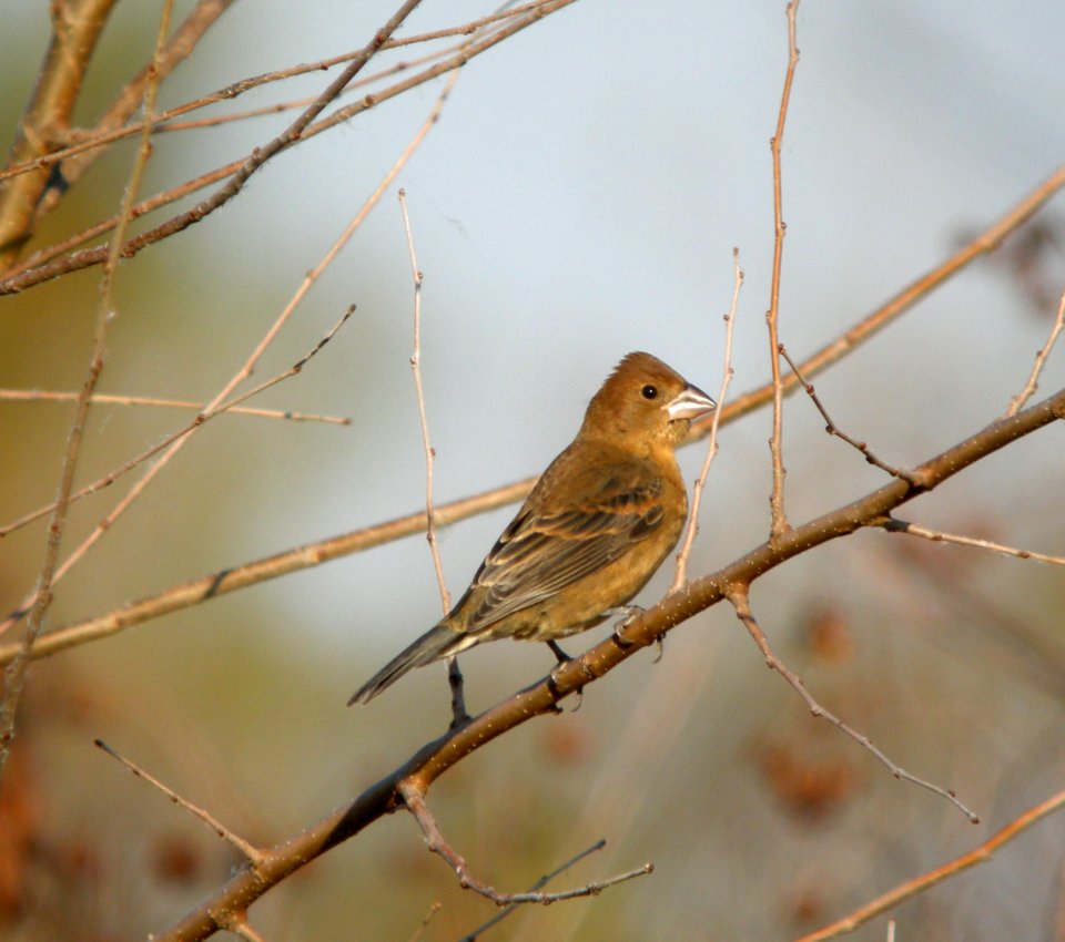 DSCN9675 c Blue Grosbeak Newton Co IN 10-12-11