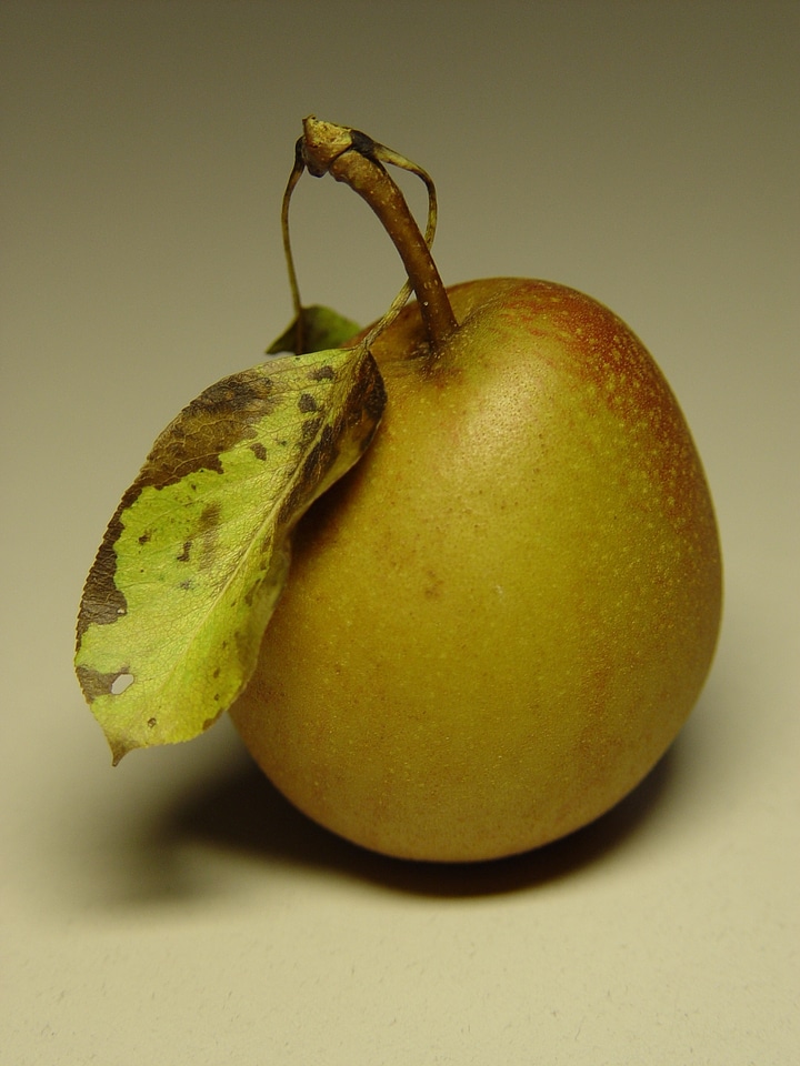 A single fruit leaf